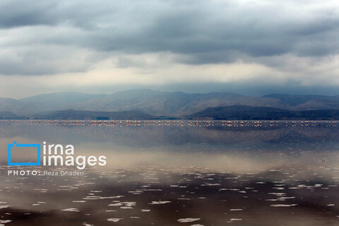 تولد دوباره دریاچه مهارلو؛ بازگشت فلامینگوها با بارش‌های پاییزی