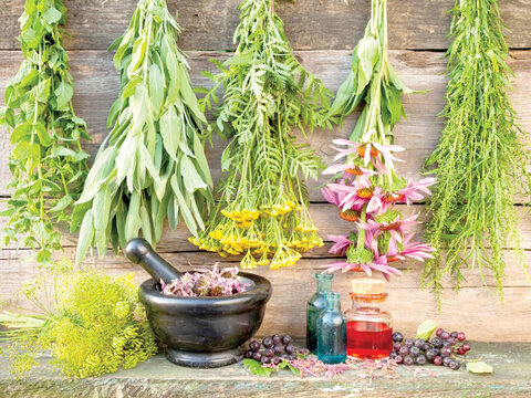 «گیاهان دارویی» کیمیای اقتصاد کشاورزی در دوره خشکسالی