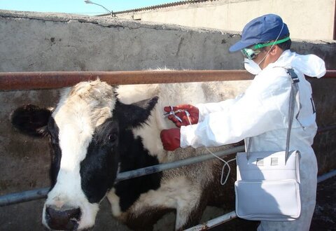 پایش دام‌ها سپر امنیت غذایی خوزستان است