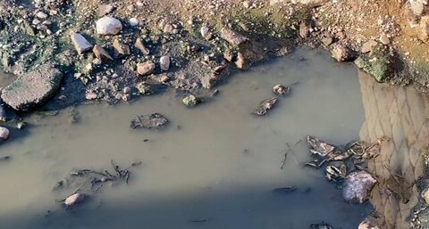 ضرورت کنترل پشه ناقل تب دنگی پس از بارندگیها در هرمزگان