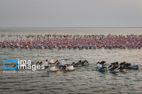 بازگشت پلیکان‌های مهاجر به سواحل خزر