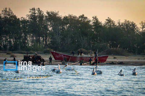 بازگشت پلیکان‌های مهاجر به سواحل خزر