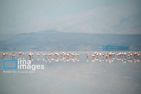 تولد دوباره دریاچه مهارلو؛ بازگشت فلامینگوها با بارش‌های پاییزی