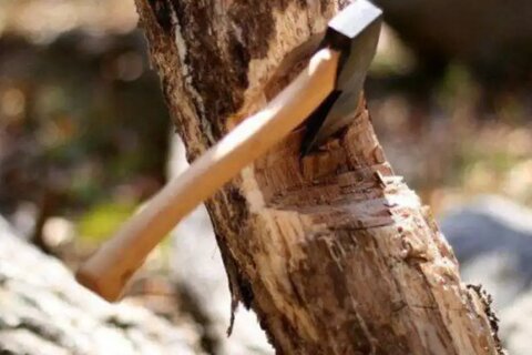 علت قطع درختان در امام‌زاده هاشم رشت چه بود؟