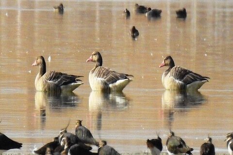 احیای ۳۰۰هکتار از تالاب کانی برازان