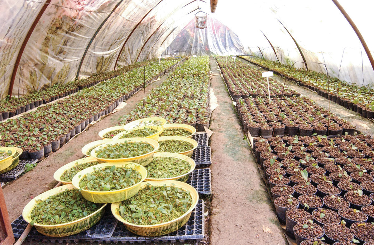 آمار نگران‌کننده تعطیلی گلخانه‌ها