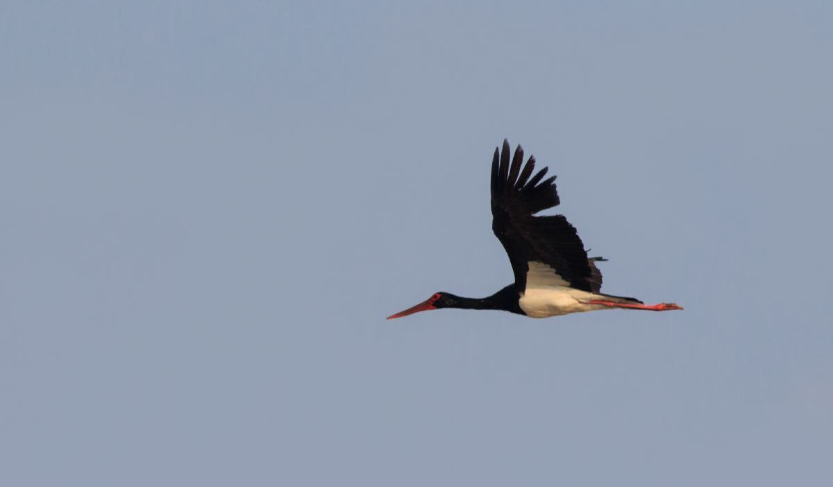 مشاهده لک‌لک سیاه پس از۷ سال در شهرستان زهک