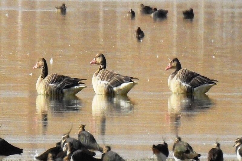 احیای ۳۰۰هکتار از تالاب کانی برازان