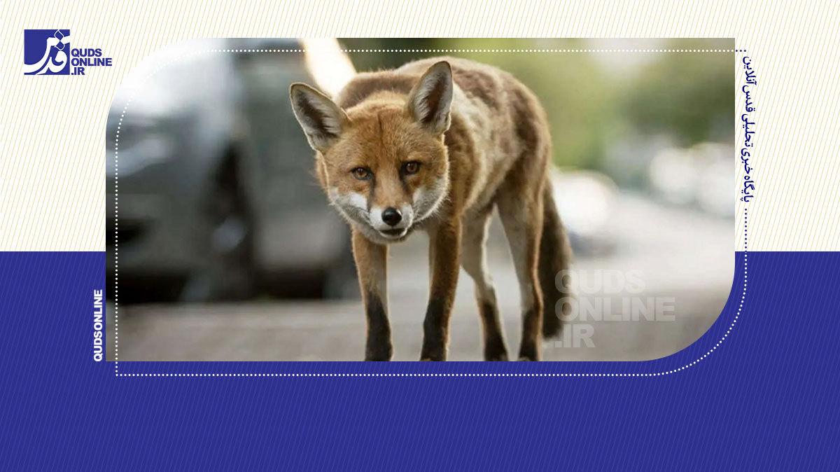 فیلم | شکار موش توسط روباه در میدان ۷ تیر تهران