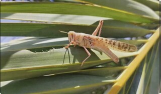 رزمایش مقابله با آفت ملخ صحرایی در بوشهر برگزار می شود