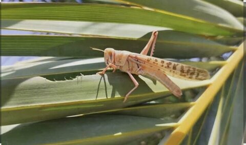 رزمایش مقابله با آفت ملخ صحرایی در بوشهر برگزار می شود