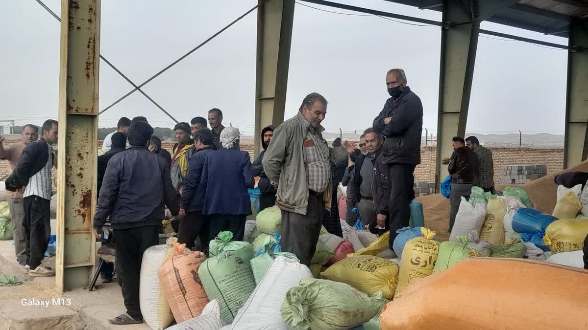 آغاز توزیع نهاده‌های دامی و ۷۸۰ تن کنسانتره در بردسکن