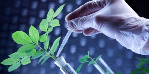 روایت پیوند پژوهش و امنیت غذایی در سمنان