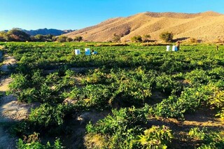 افزایش ۱۵ درصدی تولید نخود سبز در شهرستان سرباز