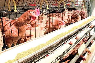 بازار مرغ در قفس کمبود نهاده