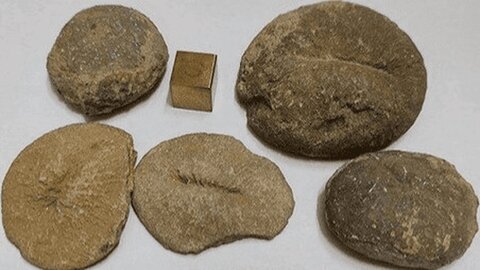 شناسایی سایت فسیلی استثنایی ۲۵ میلیون ساله در مراغه