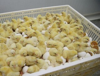 صادرات جوجه از گذرگاه دوغارون به افغانستان آغاز شد