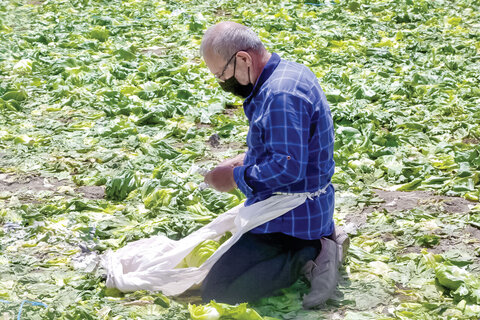 به دلیل نبود خریدار و ارزانی قیمت کاهو در بازار؛ دسترنج کشاورزان دزفولی خوراک دام‌ها شد
