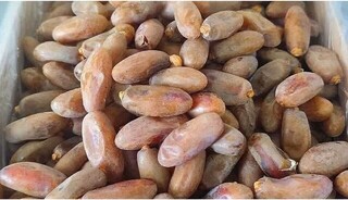 صادرات ۳۰۰۰ تُن خرمای شاهانی جهرم به هند