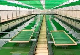 پرورش جلبک فرصتی برای سرمایه‌گذاری و اشتغال در اردبیل