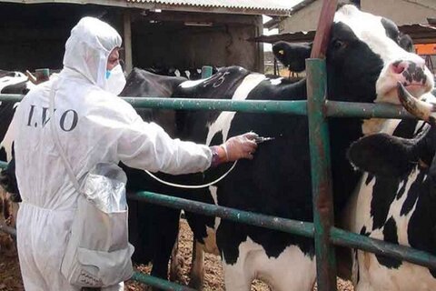 بیش از ۸۵۳ هزار راس دام در زنجان علیه بیماری تب برفکی واکسینه شدند