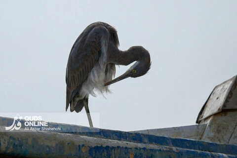 گزارش تصویری | چابهار سرزمین ناشناخته