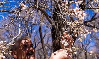 توصیه‌های جهاد کشاورزی اردبیل برای پیشگیری از سرمازدگی باغ‌ها