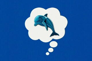 تکنیک دلفین آبی، راهی برای خلاصی از استرس