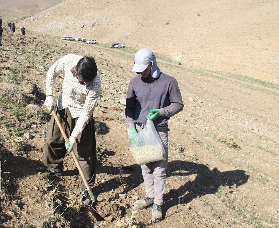 جنگل‌کاری در ۱۰۰هکتار از عرصه‌های طبیعی شهرستان کهگیلویه انجام شد