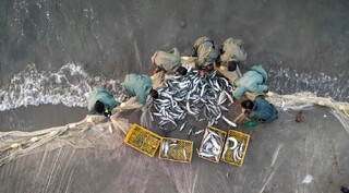 ۶۳۸ تن انواع ماهیان استخوانی در گیلان صید شد