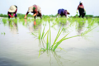 روزی حلال؛ یار دین و دنیای مردم