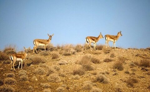 رشد مناسب حیات‌وحش در مناطق حفاظت شده همدان