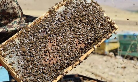 نبود ملکه اصلاح‌ شده، چالش جدی زنبورداری کشور است