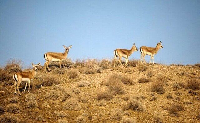 رشد مناسب حیات‌وحش در مناطق حفاظت شده همدان