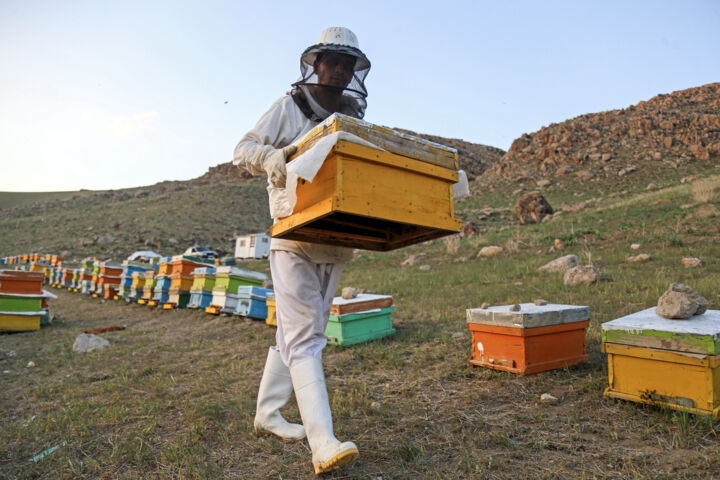 نبود ملکه اصلاح‌ شده، چالش جدی زنبورداری کشور است