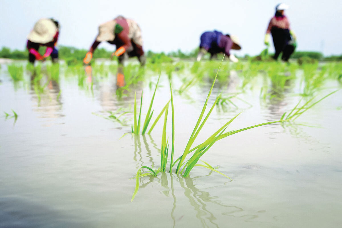 روزی حلال؛ یار دین و دنیای مردم