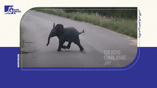 فیلم | بازی بامزه بچه فیل با پرستوها