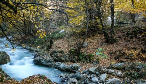 برداشت ذخایر در مناطق جنگلی با معدن کاری سبز امکانپذیر است