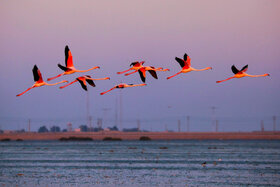 فلامینگوها میهمانان زمستانی سواحل بندرعباس