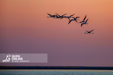 فلامینگوها میهمانان زمستان سواحل بندرعباس