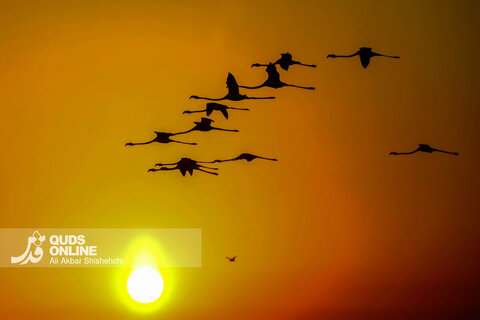 فلامینگوها میهمانان زمستان سواحل بندرعباس