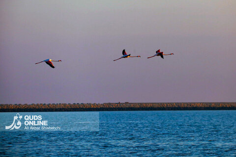 فلامینگوها میهمانان زمستان سواحل بندرعباس
