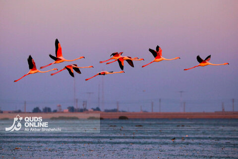 فلامینگوها میهمانان زمستان سواحل بندرعباس
