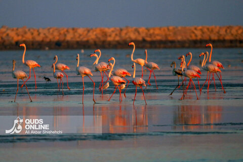 فلامینگوها میهمانان زمستان سواحل بندرعباس