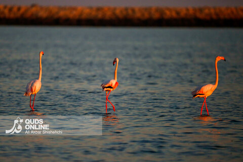 فلامینگوها میهمانان زمستان سواحل بندرعباس