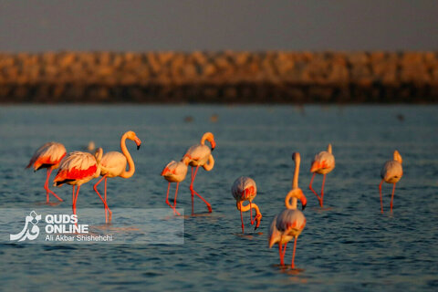 فلامینگوها میهمانان زمستان سواحل بندرعباس