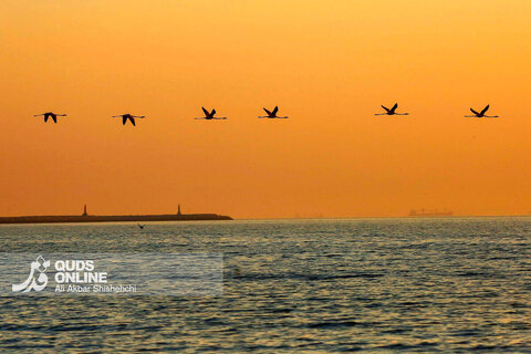 فلامینگوها میهمانان زمستان سواحل بندرعباس