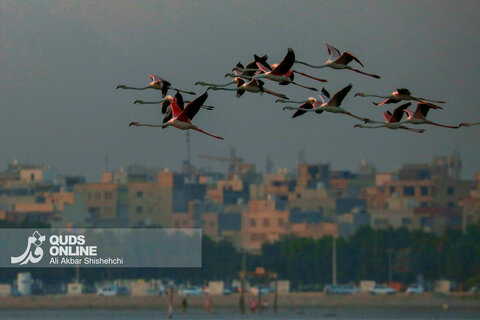 فلامینگوها میهمانان زمستان سواحل بندرعباس