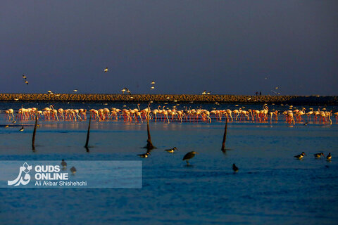 فلامینگوها میهمانان زمستان سواحل بندرعباس