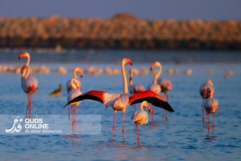 فلامینگوها میهمانان زمستان سواحل بندرعباس